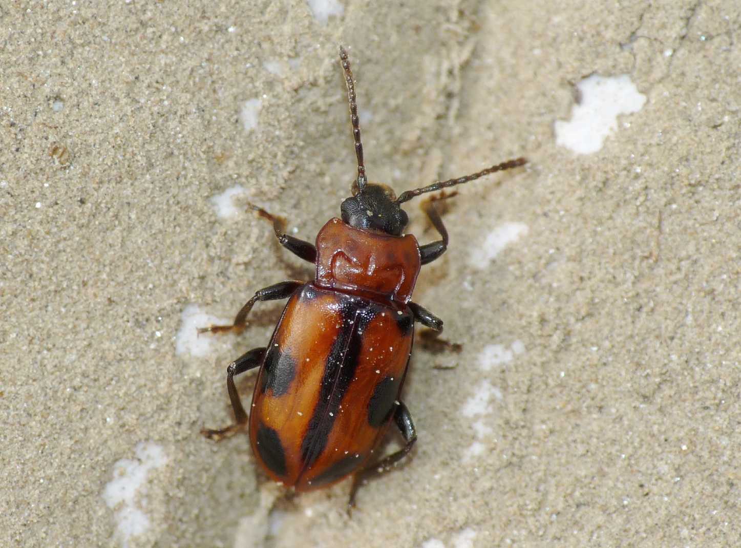 Ancylopus melanocephalus